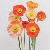Large Cup Mix Poppy Flower Seeds  / Iceland Poppy / Pastel Orange Poppy Mix (#C3) / 60+ seeds
