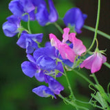 Royal Blue Sweet Pea, Flower Seeds