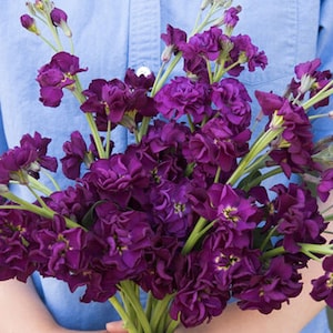 Katz Purple Stock Seeds | Flower Seeds / Purple Flower / Long Stem Flower / (#6) /30+ seeds