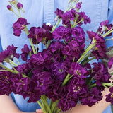Katz Purple Stock Seeds | Flower Seeds / Purple Flower / Long Stem Flower / (#6) /30+ seeds