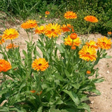 Calendula  - Sunset Dreams Flower Seeds - Stunning mix of calendula flowers, great for salad toppings and pollinators. Seed Packet