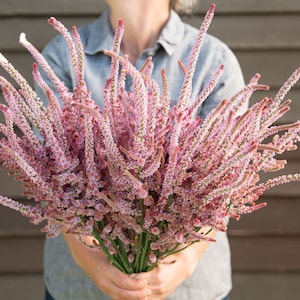 100 Pink Pokers Statice Seed / Limonium Suworowii / Rat Tails / Bouquet Flower / Cut Flowers / Wildflowers / English Garden / Cottage Flower