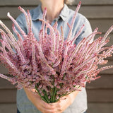 100 Pink Pokers Statice Seed / Limonium Suworowii / Rat Tails / Bouquet Flower / Cut Flowers / Wildflowers / English Garden / Cottage Flower