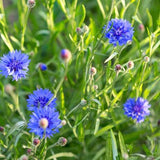 Bachelor's Buttons Seeds, Cornflower Seeds, Flower Seeds, Pollinator Seeds