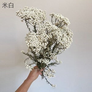 Preserved rice flower bunch with small white clusters, bundled for DIY decor