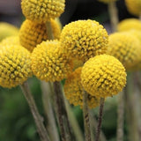 RARE GOLF BALL Craspedia Globosa Flower Seeds - Billy Button l Drumstick Flower l Woollyheads l Sun Ball l Dried Flower or Fresh Cut Flower