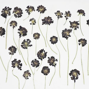 Pressed scabiosa (black) dried dye flowers with thin green stems, small clustered blooms