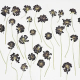 Real Pressed Black Knight Scabiosa Flowers - Dried Dye Flowers - Craft Supply - Botanical Dye Flower - Pressed Dye Flower