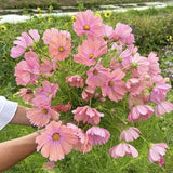 Apricotta Cosmos Seed / Apricot-Rose Flower Seeds / Cosmos bipinnatus | Cut Flower / Cottage Garden Flower / Non GMO/  (#117) / 20+ seeds