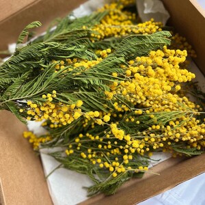 Bundle of dried tiny yellow mimosa flowers with green stems for resin