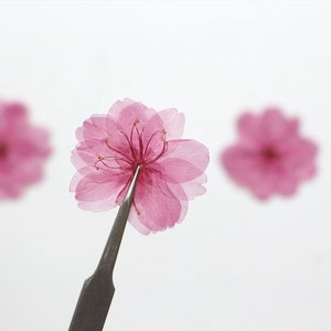 Pink pressed sakura blossom held by dark tool