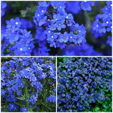 BLUE ANGEL ANCHUSA Flower Seeds - Summer Forget Me Not / Siberian Bugloss / Flower garden - Bright Brilliant Blue Flowers - Capensis Seeds