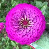 Purple Prince Zinnia Seeds | Zinnia Elegans Giant Cut & Come Again Violet Lavender Pink Summer Flower Seed For 2024 Season Fast Shipping