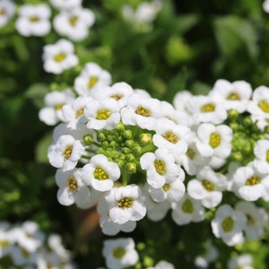 Snow Cloth Alyssum Seeds, White Alyssum Seeds, Flower Seeds