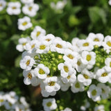 Snow Cloth Alyssum Seeds, White Alyssum Seeds, Flower Seeds