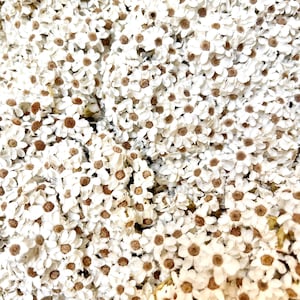 Preserved Dried Bunch of FAIRY Mountain Daisies Grass | White Neutral | Natural Arrangement | DIY Flowers Wedding Bouquet | Home Decor