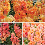 DOUBLE BUTTERFLY SNAPDRAGON Flower Seeds - Bronze Antirrhinum Rare Snap Dragon / Dwarf Double Butterfly Snapdragon for Container Gardens