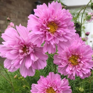 25 COSMOS 'Double Dutch Rose' Seeds---Flower seeds--Plant seeds--Gardening--Seeds--Gift