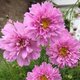 25 COSMOS 'Double Dutch Rose' Seeds---Flower seeds--Plant seeds--Gardening--Seeds--Gift