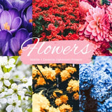 10 Flowers Lightroom Presets, Flower presets, Flower Instagram filters, Flowers Mobile Presets for Lightroom, Mobile + Desktop, 2023