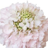 Blush Pincushion Scabiosa SEEDS dried flowers Bees cut flower bouquet florist Dizzy Bees Urban garden