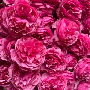 Hot pink artificial silk peony flower heads in a dense cluster
