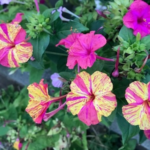 15 Mixed Four OÕclock Flower seeds---Flower seeds--Plant seeds--Gardening--Seeds--Gift