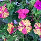 15 Mixed Four OÕclock Flower seeds---Flower seeds--Plant seeds--Gardening--Seeds--Gift