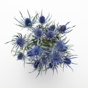 Dried blue thistle stems in a small bouquet with spiky sea-holly flowers