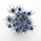 Dried Eryngium, Natural Blue Thistle, Dried Thistle, Natural Dried Thistle, Dried Flowers, Dried Deep Sea Blue Thistle Sea Holly