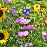 Wildflower Bee Pollinator Mix Seeds - Perennial and Annual Wildflowers / Shower Seed Packs