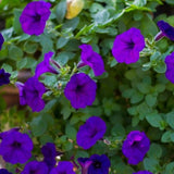 Petunia Seeds, Dreams Midnight Petunia Seeds, Flower Seeds