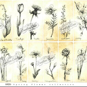 Botanical line-art flower sketch collection print set, assorted spring blooms