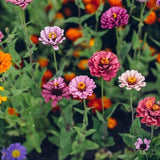 Lilliput Zinnia Seeds, Pom Pom Zinnia Seeds, Flower Seeds