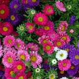Giant Mixed Aster Seeds, Aster Seeds, Flower Seeds