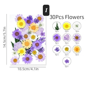 Dried Pressed flowers mixed pack, Dried Pressed flower art, Wedding flower, Card making, Scrapbooking