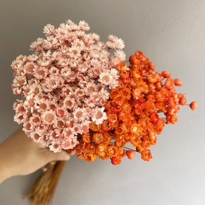 Dried mini star flowers bouquet in pink and orange