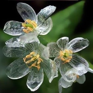 Crystal skeleton flower plant with four translucent white petals and yellow center.
