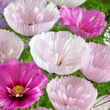 25 MIX COSMOS 'Cups and Saucers' seeds---Flower seeds--Plant seeds--Gardening--Seeds--Gift