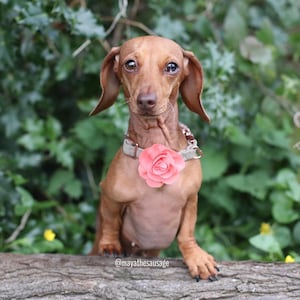 Medium pink rose slide-on collar accessory with flower detail on a pet