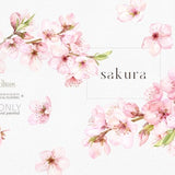 Watercolor Cherry Blossoms Clipart, Sakura Clipart, Floral branches, Spring Floral Pink Fresh Bouquets, Premade clipart, Japanese sakura png