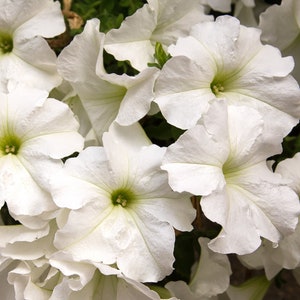 Tritunia Fresh White Petunia Seeds, Flower Seeds, Petunia Seeds