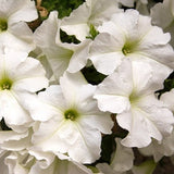 Tritunia Fresh White Petunia Seeds, Flower Seeds, Petunia Seeds