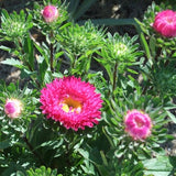 Clearance Sale-Discontinued Stock -Aster, Matsumoto & Matsumoto Sakata Mix |50 Seeds |Fusarium Resistant |Flower Garden |Grow up to 36" Tall