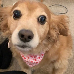 Pink floral dog bandana scarf with slide-over collar