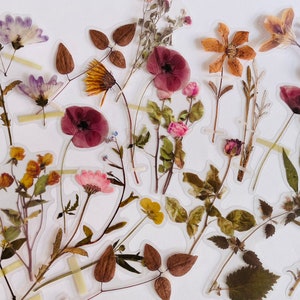 Pressed wildflower sticker set, assorted dried blooms and leaves on white backing