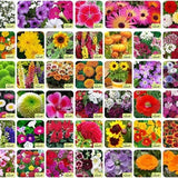 Aero Seeds 40 Varieties of Flower Seeds 2050+ seeds seCombo For Your Garden Beautiful Bloom Germination Seeds.