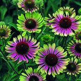 Coneflower Green Twister Flowers 0.3g / 40 Seeds - Echinacea Purpurea GMO FREE