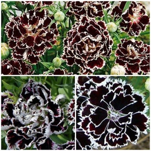 Black and White Carnation Seeds - Minstrel Dianthus / Chianti Dianthus Chinensis Heddewigii / China Pink Flower Seeds - FREE SHIPPING