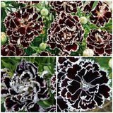 Black and White Carnation Seeds - Minstrel Dianthus / Chianti Dianthus Chinensis Heddewigii / China Pink Flower Seeds - FREE SHIPPING